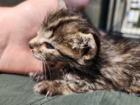 UPDATE: 4 week old kitten having a rough go - IGGY IS THRIVING!!! : r