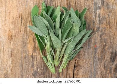 Sage Wood: Over 18,095 Royalty-Free Licensable Stock Photos | Shutterstock