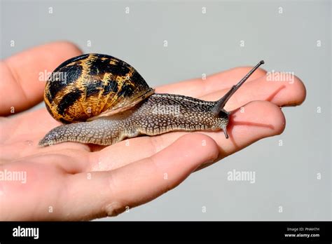 Edible snail escargot Stock Photo - Alamy