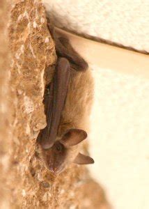 Yuma Myotis (Myotis yumanensis) - Central Coast Bat Survey