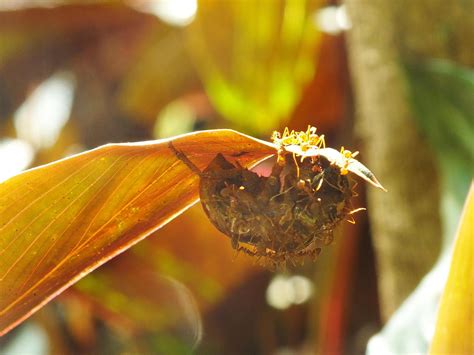 A group of weaver ants doing a team work for biting a cicadas insects