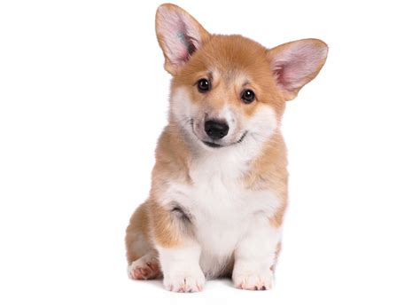 #1 | Pembroke Welsh Corgi Puppies For Sale in Fort Worth TX