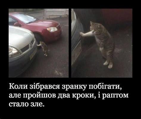 Кумедний кіт | Веселые мультфильмы, Смешные цитаты про детей, Шутки для ...