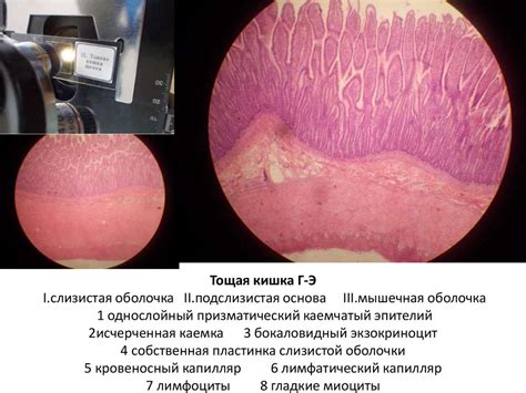 Комплекс Гольджи (импрегнация серебром+гематоксилин) - презентация онлайн