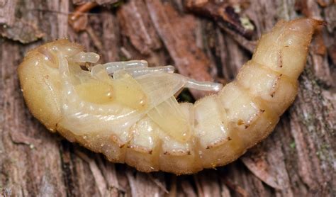 darkling beetle larvae