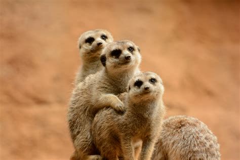 Meerkats Photos, Download The BEST Free Meerkats Stock Photos & HD Images