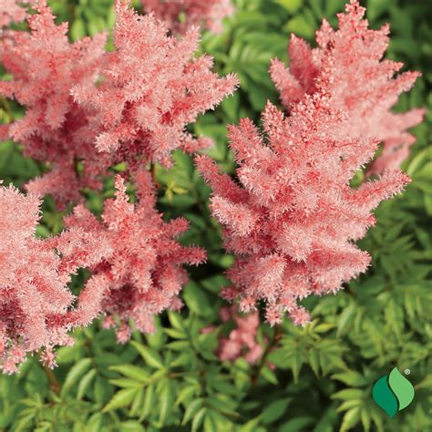 Astilbe Pink - DeGroot