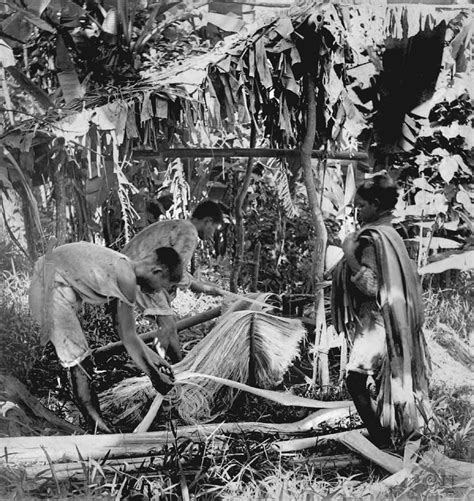Stripping Manila hemp to produce fiber for making Manila rope & hemp ...