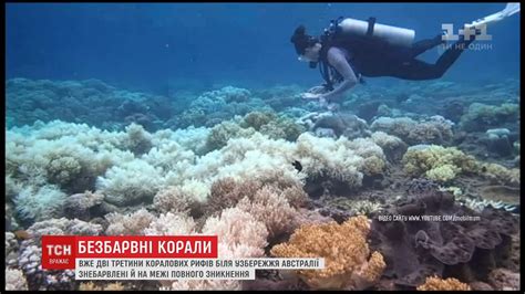 У Австралії Великий Бар’єрний риф опинився під загрозою зникнення - YouTube