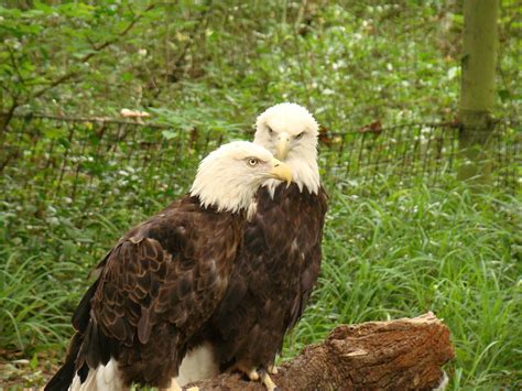 Two bald eagles in deep debate : photoshopbattles