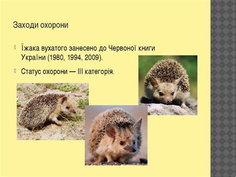 Їжак Вухатий - презентація з природознавства