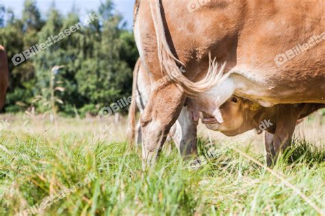 Kalv spiser fra yver – Billedbasen.dk