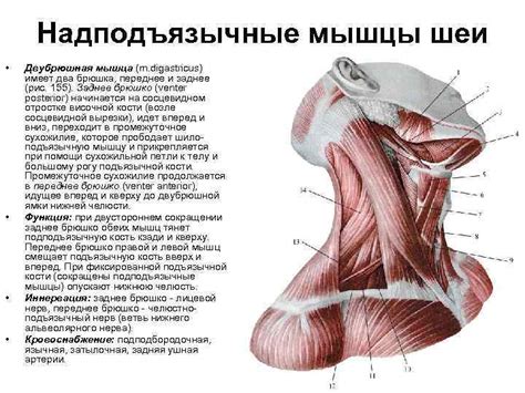 Мышцы фасции и топография шеи Мышцы шеи
