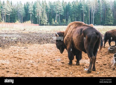 Bison in full growth in its habitat Stock Photo - Alamy