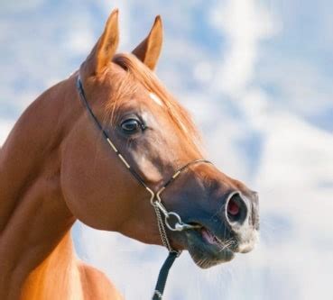 Arabian