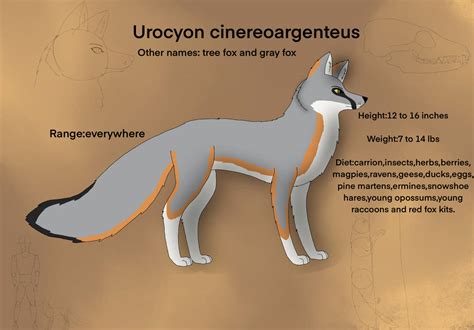 Gray fox species sheet by langostinothed on DeviantArt