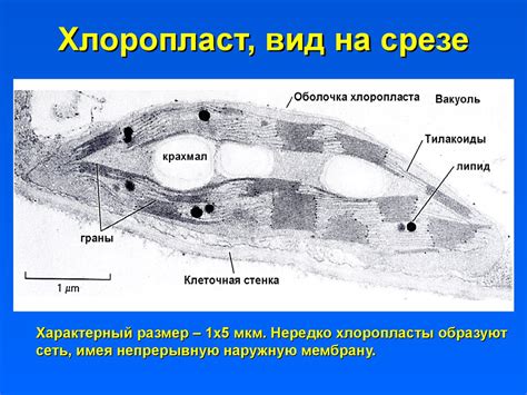 Митохондрии. Хлоропласты - презентация онлайн