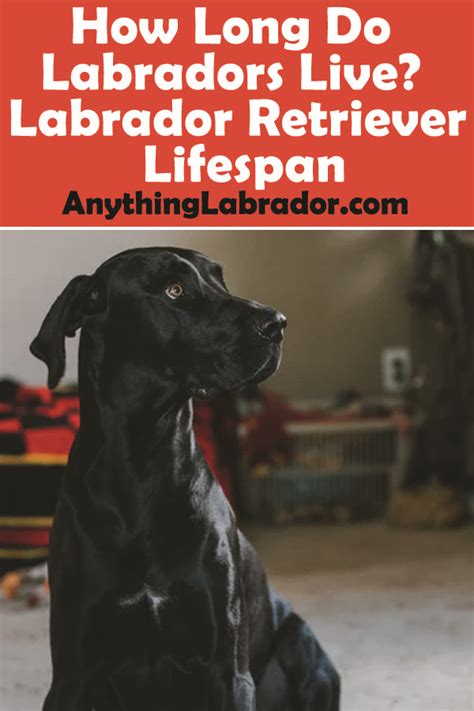 How Long Do Labradors Live? Labrador Retriever Lifespan | Labrador ...