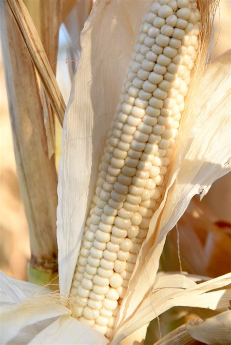 How to use the official high desert inmate search nevada 21