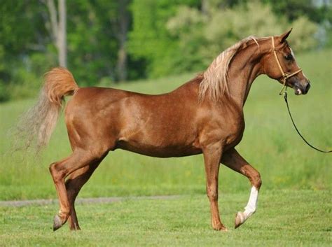 beautiful horse beautiful horses horses pretty horses