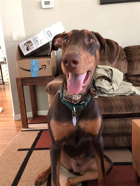 Meet Dobby -- an 8 month old rehomed Doberman that we welcomed into our