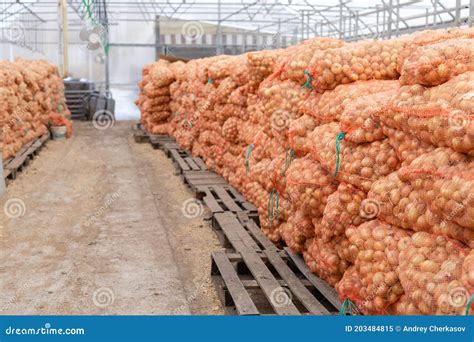 Onion Packed in the Hall Ready for Shipment Stock Image - Image of ...
