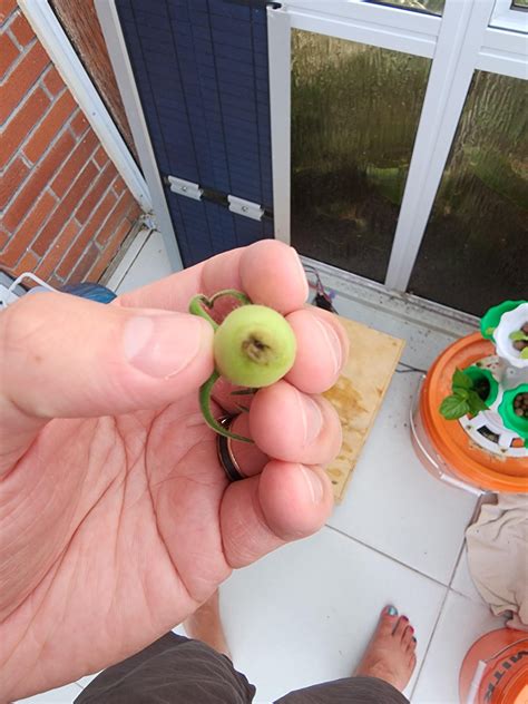 Blossom end rot? : r/SneakyBackgroundFeet