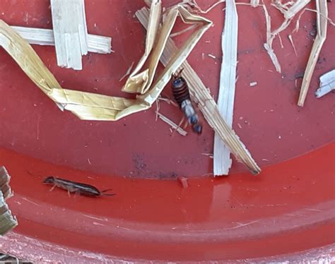 The Curious Incident of the Earwig in the night time… | Graham Wright