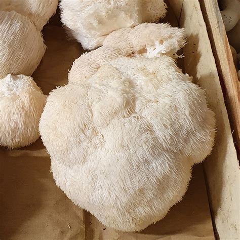 Crinière de lion - 1 kg - Earl Cueillette Des Gones - Locavor.fr