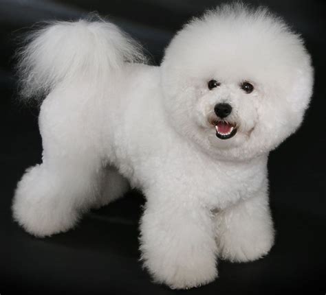 Bichon frise - Dogs breeds | Pets