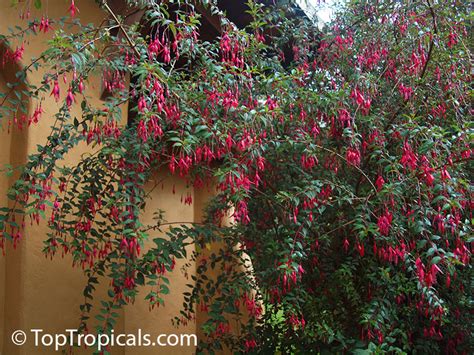 Fuchsia regia, Climbing Fuchsia - TopTropicals.com
