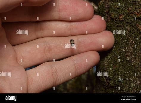 charops  res stock photography  images alamy