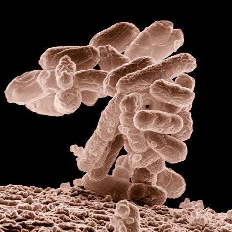 Analyzing Microbial Diversity - Spectral Evolution