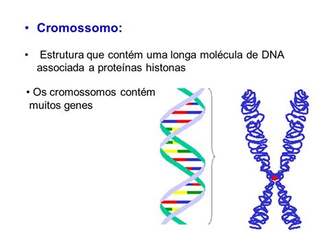 Estrutura De Um Cromossomo - Cromossomo +Estrutura+que+contém+uma+longa+molécula+de+DNA+associada+a ...