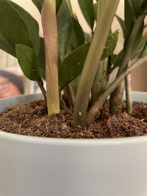 Root aphids on ZZ Plant? : r/plantclinic
