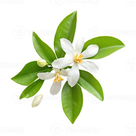 Blooming Orange Blossoms with Lush Green Leaves 55538713 PNG
