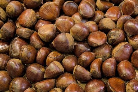 chestnut picking chestnut images pixabay