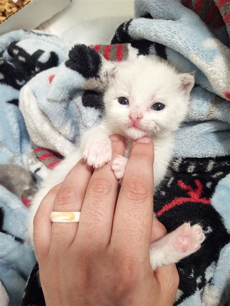 She's so cute, it's almost unreal : r/kittens