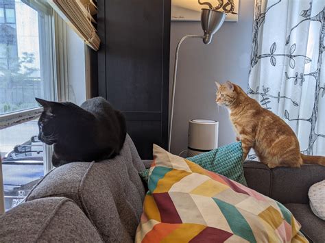 Intensely watching the neighbour channel : r/CatTV