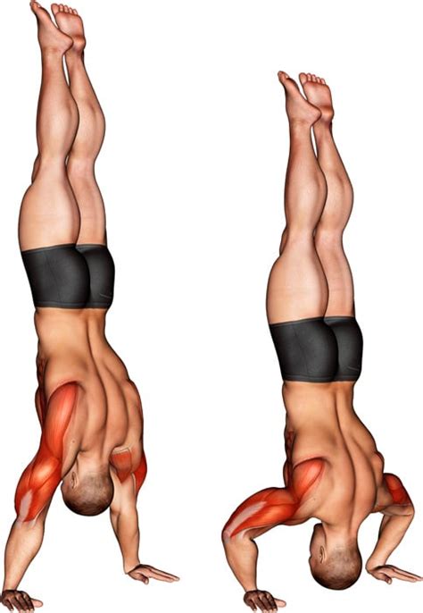 Handstand Push-ups Guide: Muscles Worked, How-To, Variations, and Tips ...