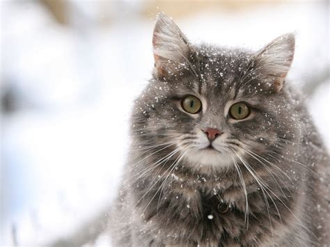 Возраст кошки по человеческим меркам - The Jizn