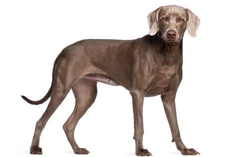 Melhor Cachorro De Caça Do Brasil - Cachorro De Caça Brasileiro - FDPLEARN