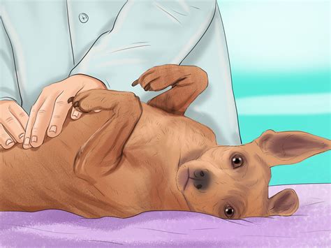Are Female Dogs In Heat Aggressive