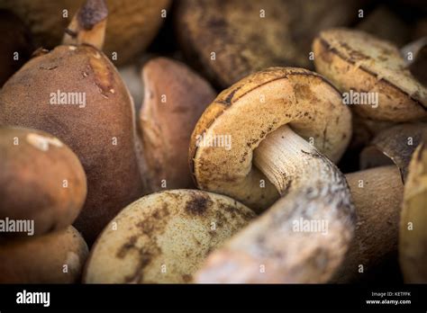 Mix of edible forest mushrooms, fall, autumn concept Stock Photo - Alamy