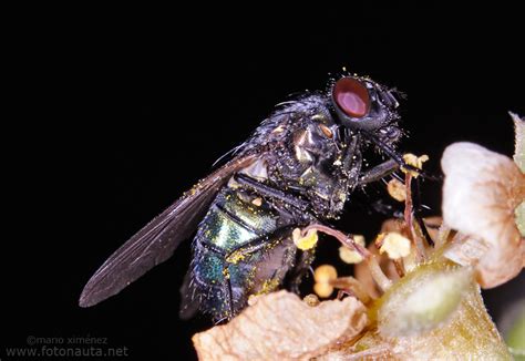 Calliphoridae – Maruganeando