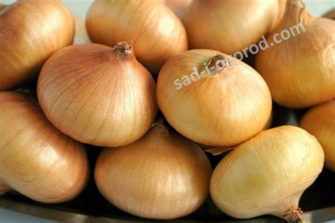 Лук Мячковский Фото – Telegraph