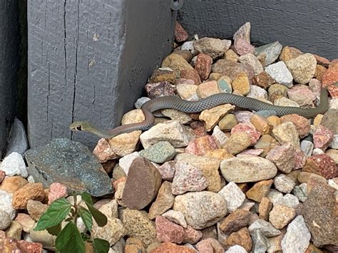 Can anyone help identify this snake species? : r/brisbane
