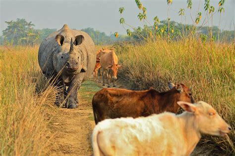 Rhino and Cattle, Pobitora, Assam | Conservation India