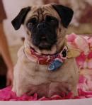 Beverly Hills Chihuahua (2008 Movie) - Behind The Voice Actors