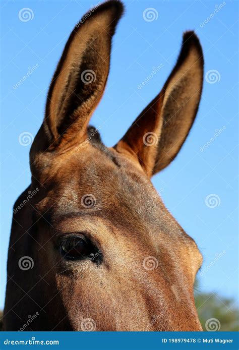 Mule stock photo. Image of mule, difficult, places, hybrid - 198979478
